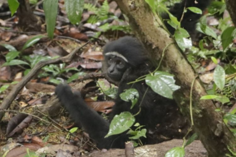 Ungko hingga Binturong Dilepaskan Kembali ke Habitatnya di Taman Nasional Zamrud Riau