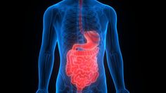 Siswa, Bagaimana Makanan Dicerna? Ini Urutannya