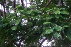 Ledakan Bom di Masjid Nigeria, 7 Orang Dilaporkan Tewas