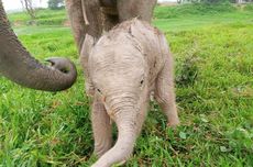 Gajah Sumatera Melahirkan Anak Keempat di PLG Way Kambas