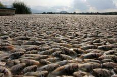 Puluhan Ribu Ikan di Meksiko Mati Misterius