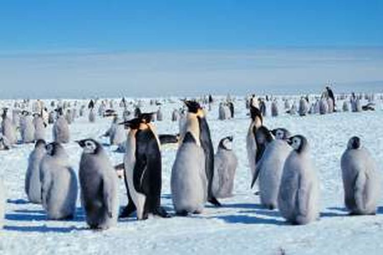 Penguin adalah salah satu jenis hewan yang banyak terdapat di Antartika.