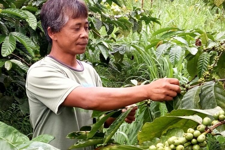 Sukemi salah satu warga dusun Petung, Kepuharjo, Cangkringan, Sleman saat menunjukan perkebunan Kopi di Lereng Merapi