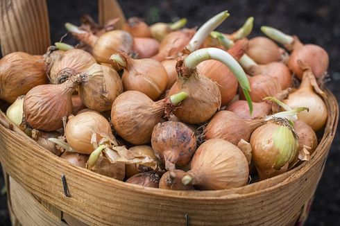 Apakah Ada Efek Samping Makan Bawang Bombay?