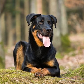 Ilustrasi anjing Beauceron.