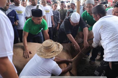 Jadi Tontonan Warga di Bangka Belitung, Sapi Kurban Jokowi Dipastikan Bebas LSD