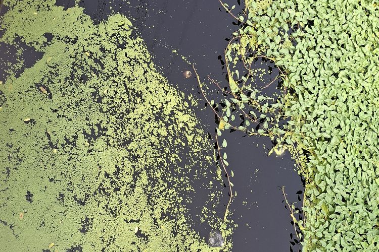  Hasil Uji Laboratorium Sungai Selali Tercemar, Warga Minta Pabrik CPO Berhenti Operasi Sementara