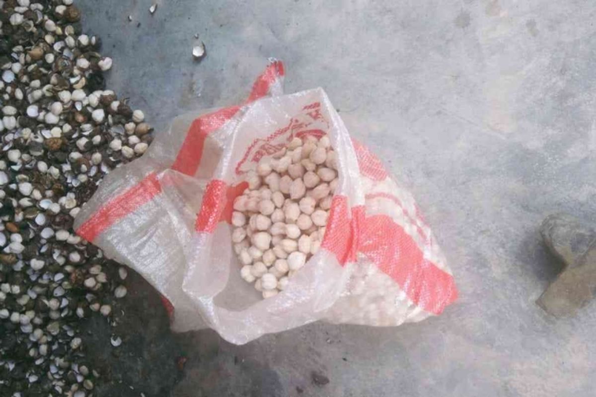 Sebagian biji kemiri yang sudah dikupas secara manual