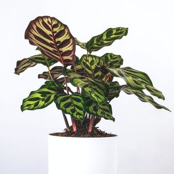 Ilustrasi tanaman hias Calathea Peacock.