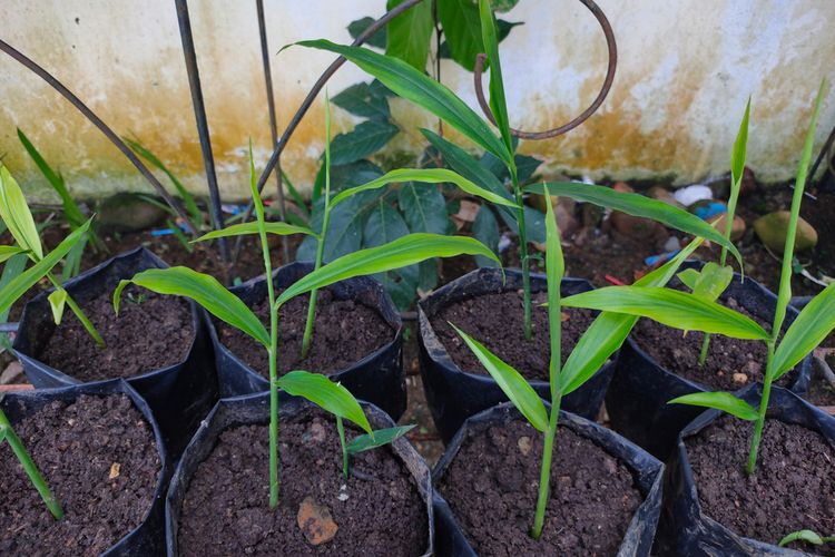 Ilustrasi menanam jahe di polybag.