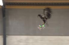 Video Burung Elang Menangkap Drone di Udara