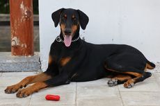 5 Fakta Anjing Doberman, Si Penjaga Terbaik di Dunia