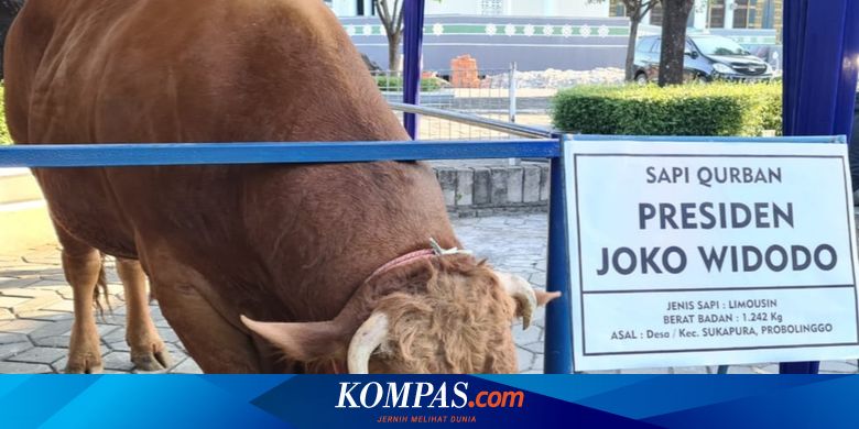 Begini Tugas 6 Penjaga Sapi Kurban 1,2 Ton Milik Jokowi di Surabaya - Vimarsana News