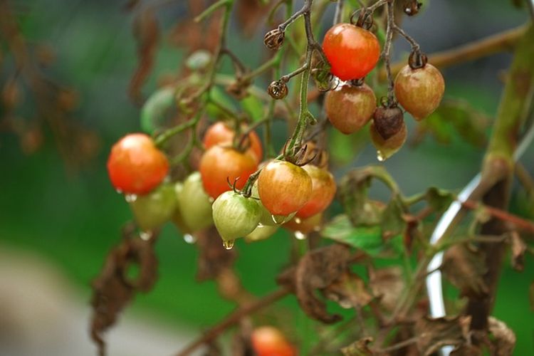 Ilustrasi tanaman terserang penyakit