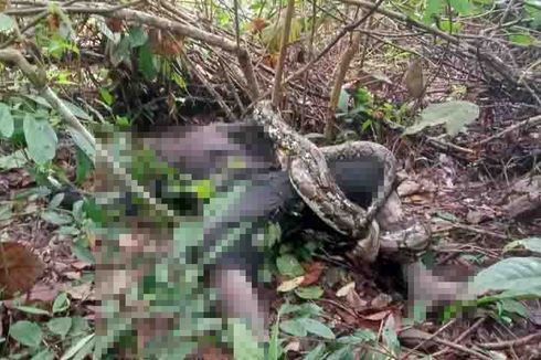 Orang Rimba Bertarung dengan Ular Sanca 3 Meter, Korban Tewas Dililit