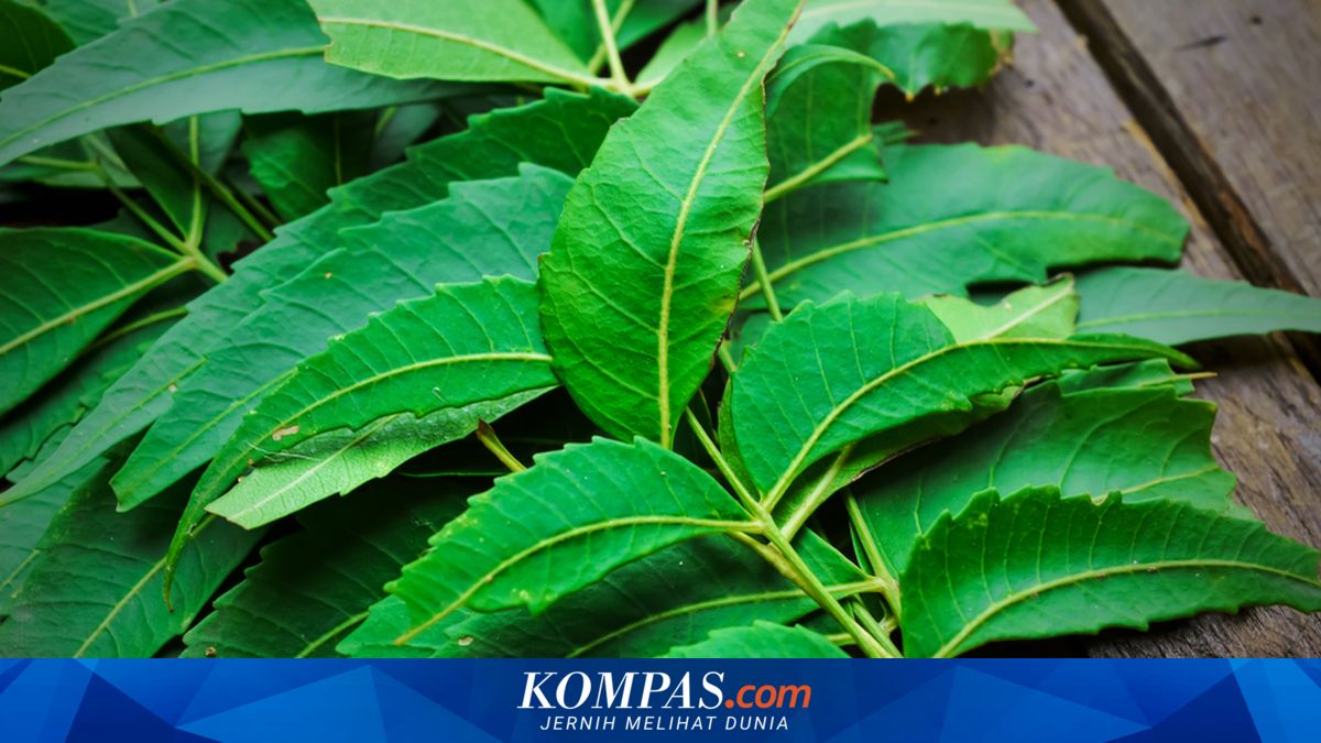 Manfaatkan Daun Mimba dan Daun Sirsak untuk Pestisida Ramah Lingkungan