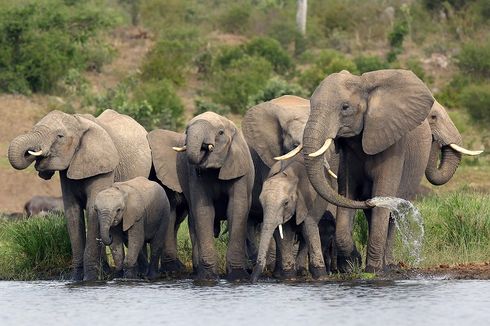 Serba serbi Hewan: Gajah Takut Serangga Kecil seperti Lebah