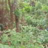 Bocah 8 Tahun di Cianjur Sudah 4 Hari Hilang, Petugas Susuri Hutan Belantara