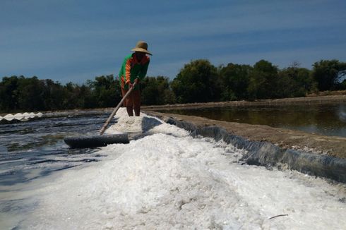 Petani Madura Respons Positif Rencana Revisi Harga Pokok Pembelian Pemerintah 