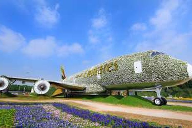 Turis yang mengunjungi Dubai Miracle Garden bisa melihat instalasi pesawat Emirates A380 yang terbuat dari 500.000 bunga.