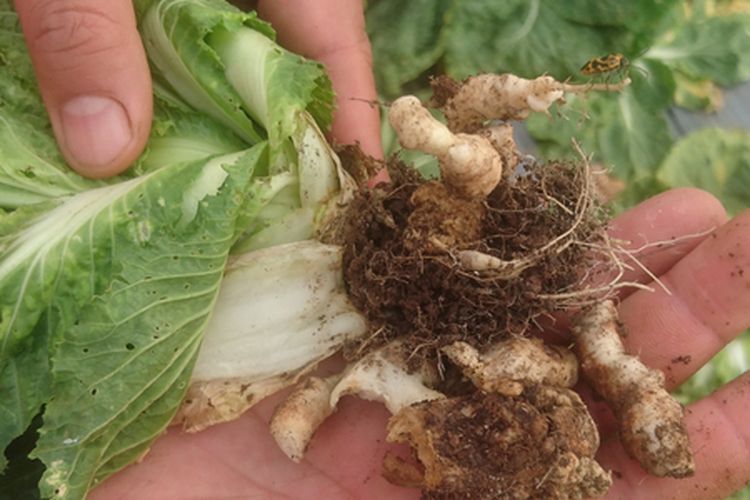 Ilustrasi tanaman terkena penyakit akar gada atau clubroot. 