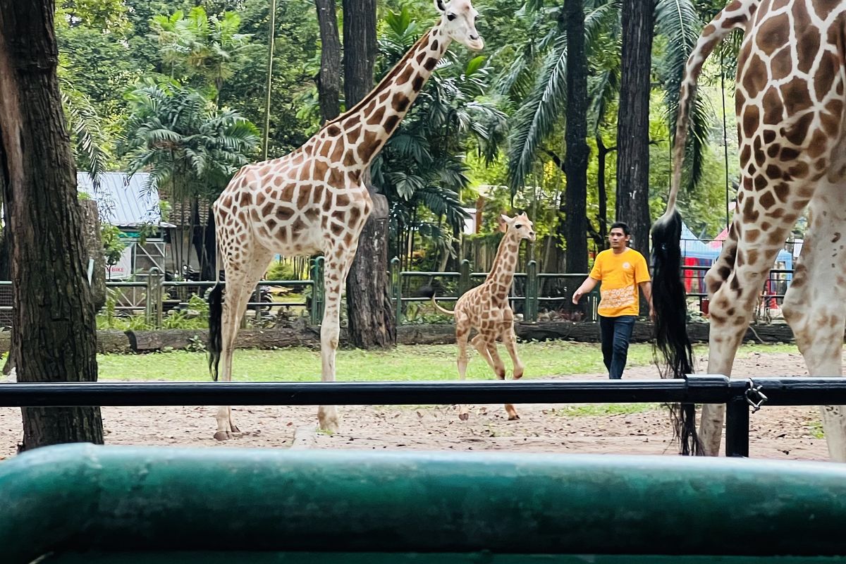 Pj Gubernur Jakarta Namai Bayi Jerapah di Ragunan “Rajaka”