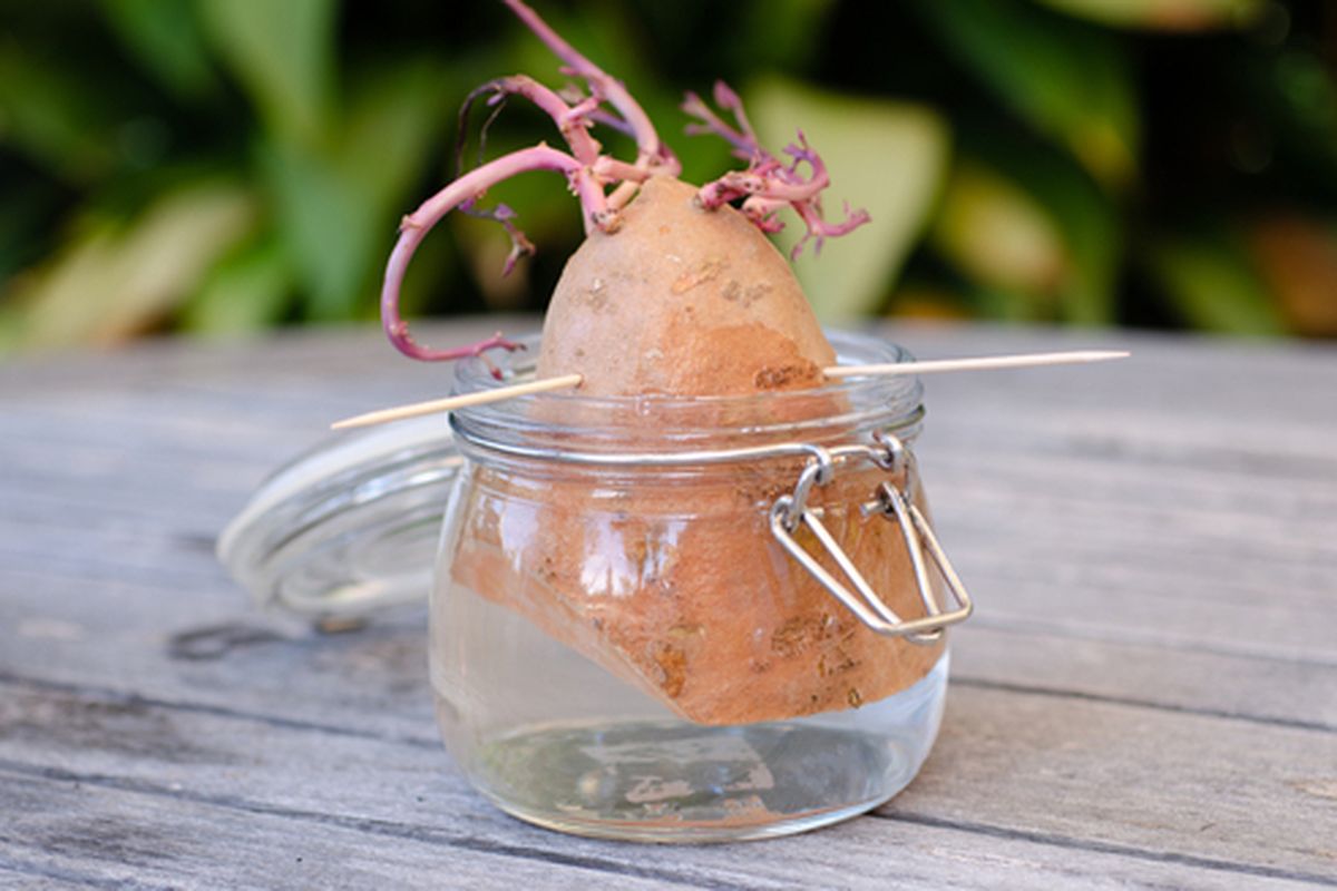 Ilustrasi menumbuhkan ubi jalar dalam air