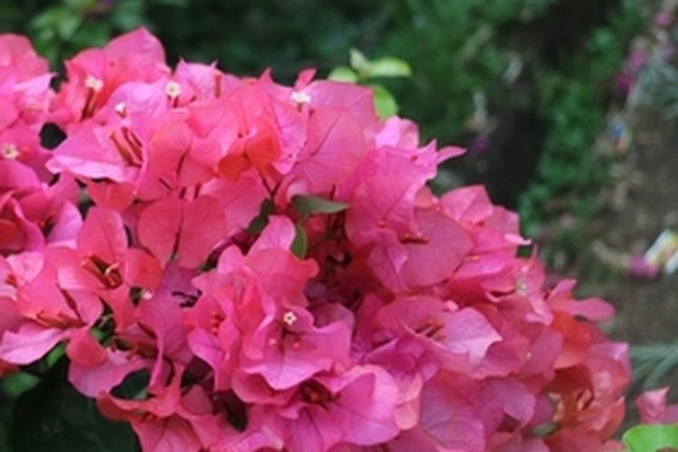 Tanaman bunga bugenvil merah