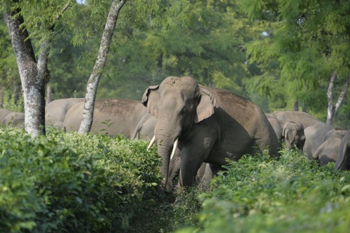 46 gajah liar berjalan melintasi Taman Teh Gangaram, sekitar 38 km dari Siliguri pada 29 November 2017. Gajah Asia terdaftar sebagai hewan yang terancam punah. Tingginya populasi manusia merusak habitat alami gajah dan mereka dipaksa pindah ke tempat lain.