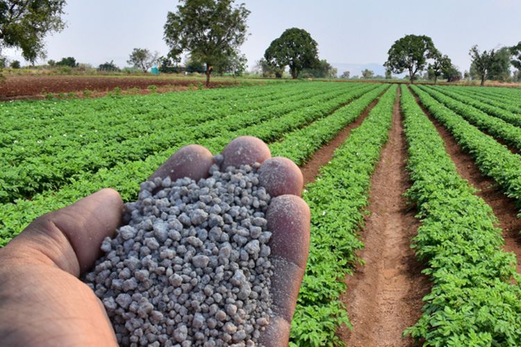 Ilustrasi pupuk, pemberian pupuk untuk tanaman. 