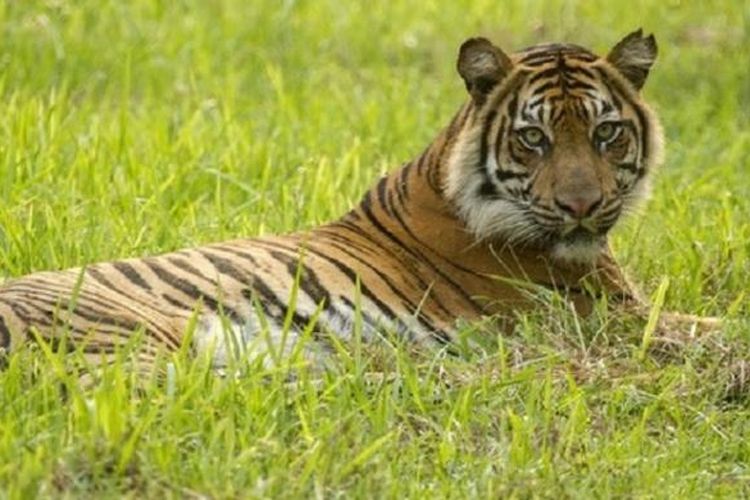 Unduh 4600 Koleksi Gambar Harimau Sumatra Dan Penjelasannya Paling Baru Gratis