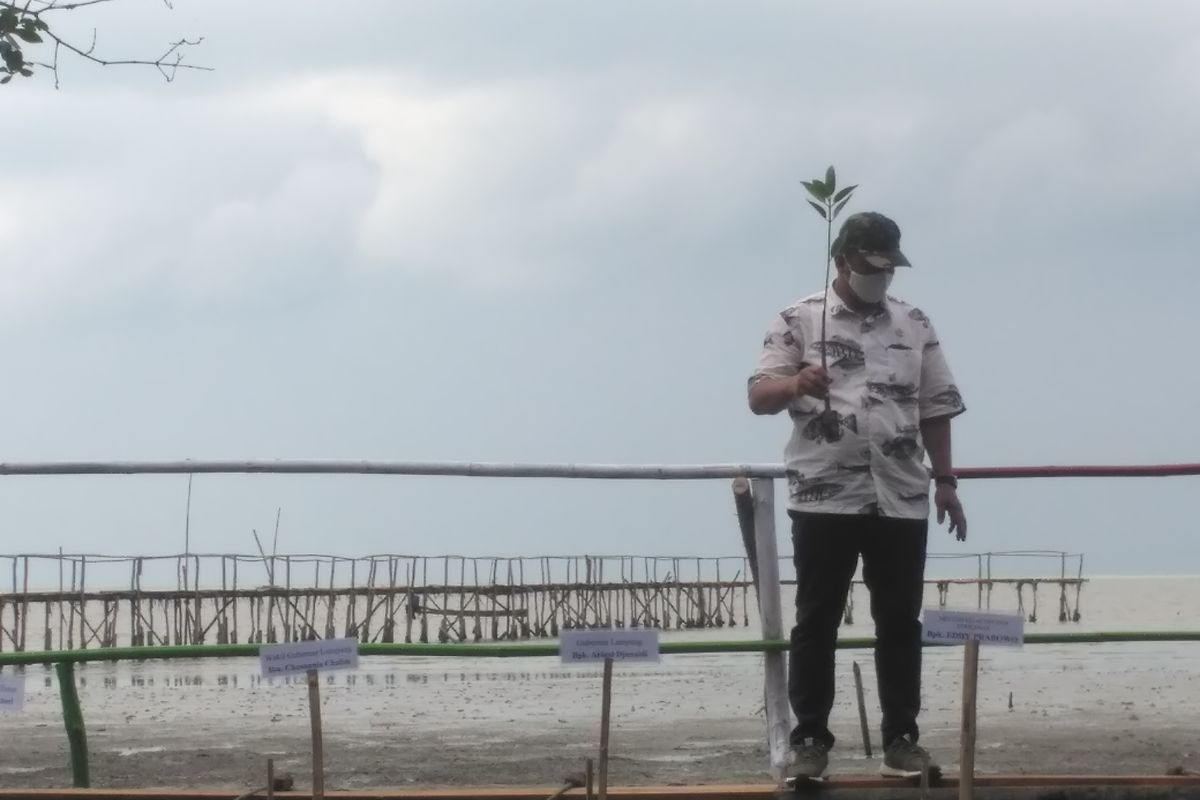 Menteri Kelautan dan Perikanan, Edhy Prabowo secara simbolis menanam mangrove di Kuala Penet, Lampung Timur usai panen udang, Minggu (19/7/2020). Kementerian Kelautan dan Perikanan akan menanam 170.000 batang mangrove di lahan seluas 40 hektare di Kecamatan Labuhan Maringgai, Lampung Timur