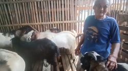 Kisah Dulamin, Nelayan yang 'Banting Setir' Jadi Peternak Kambing di Pesisir Cilincing Jakut