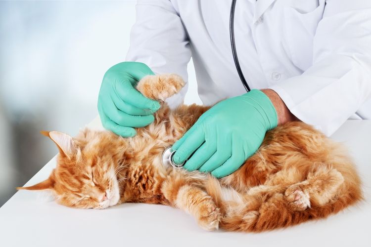 Ilustrasi dokter hewan merawat kucing yang sakit.