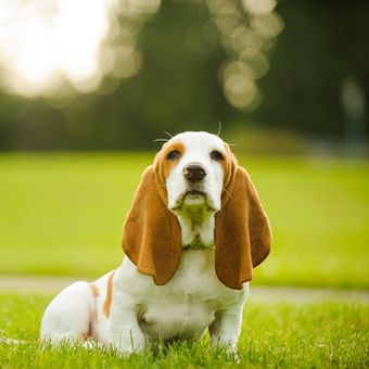 Ilustrasi anjing basset hound