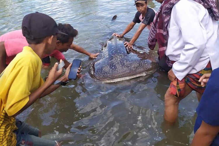 Inilah Hiu Paus yang terdampar di Pantai Bagek Kembar, sebuah kawasan wisata mangrove di Desa Cendi Manik, Kecamatan Sekotong, Lombok Barat, Jumat (13/11/2020). Hiu malang ini berhasil dituntun ke tengah laut salam keadaan selamat.