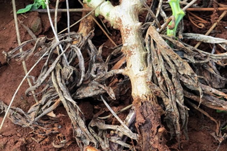 Ilustrasi busuk akar singkong