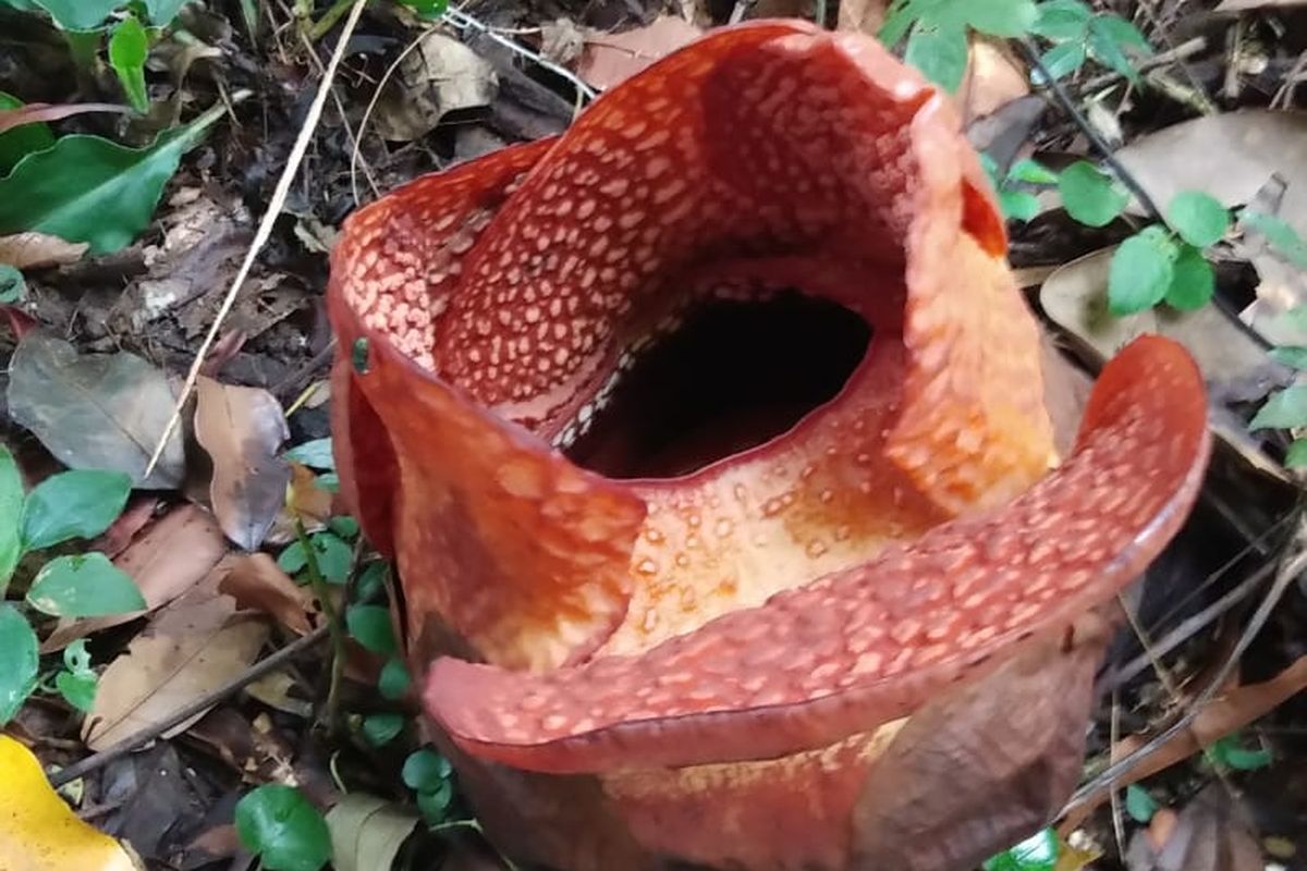 Bunga Rafflesia arnoldii R. Br d yang mekar untuk kali pertama di luar habitatnya, yakni di Kebun Raya Bogor. Riset konservasi bunga parasit raksasa langka asal Bengkulu, Indonesia ini di Kebun Raya Bogor telah dilakukan sejak tahun 2004.