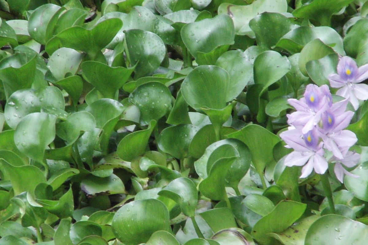 Ilustrasi tanaman eceng gondok. 