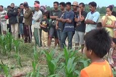 Mayat Penuh Luka Bacok Tergeletak di Ladang Jagung 