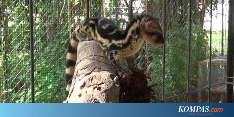 550+ Gambar Hewan Musang Congkok Gratis Terbaik