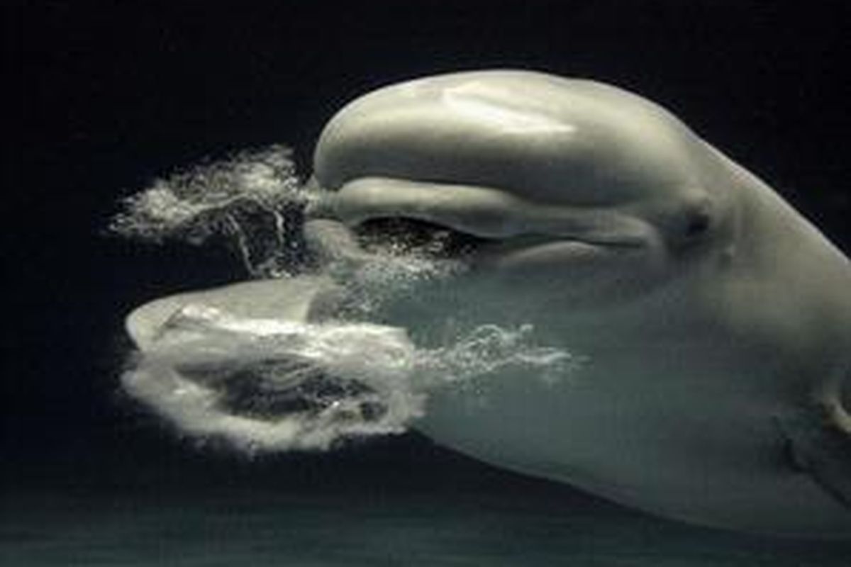Paus Beluga