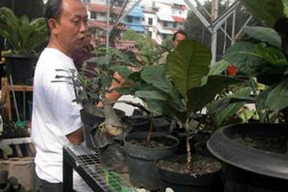 Ovarianto di kebun pembibitan Sumber Arum Garden, Jatibening, Bekasi.