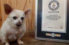 Spike, Chihuahua Mungil yang Jadi Anjing Tertua di Dunia