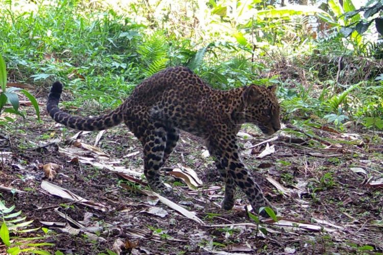 Heboh Video Macan Tutul Terkam Warga di Garut, Polisi Pastikan Itu Hoaks