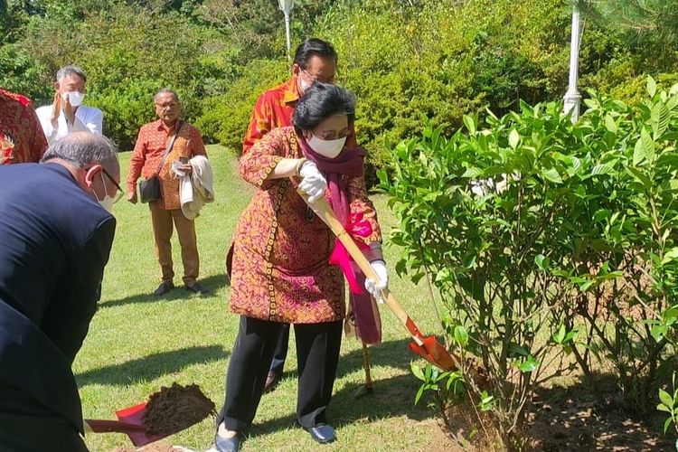 Ketua Umum PDI-P Megawati Soekarnoputri saat menanam pohon Magnolia di Megawati Soekarnoputri Garden, Jeju, Korea Selatan, Rabu (14/9/2022).