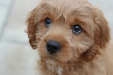 Mengenal Ekspresi "Puppy Eyes" pada Anjing dan Alasan Mereka Melakukannya