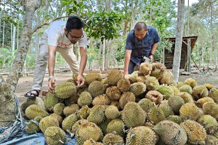 Berburu Durian di Buloh Aceh, Simak Rute dan Harganya