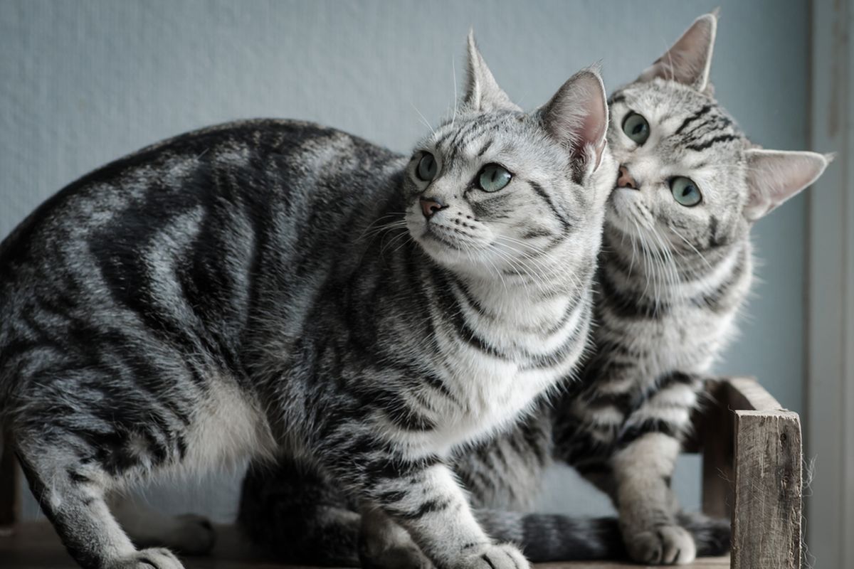 Ilustrasi ras kucing American Shorthair.