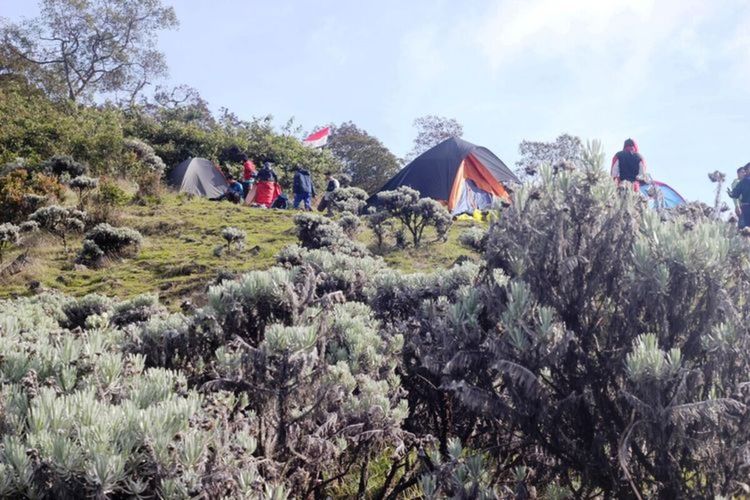 Para pendaki Gunung Gede Pangrango Jawa Barat tengah berkemah di savana Suryakancana. Pihak pengelola menutup jalur pendakian untuk umum terhitung Jumat (11/9/2020).